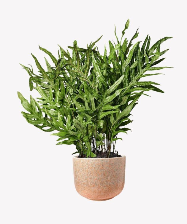 Lush green fern in terracotta pot