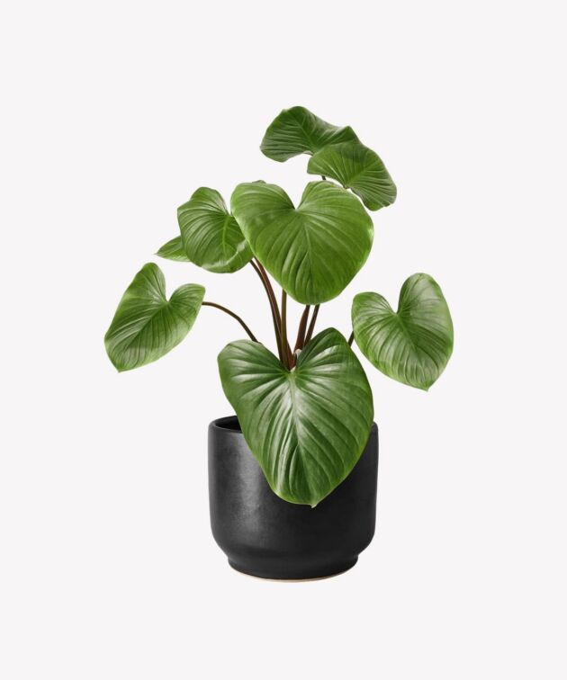 Heartleaf philodendron in matte black pot